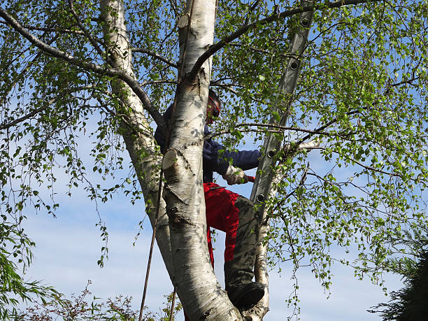Best Leaf Removal  in Kent, WA