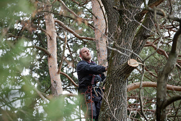 Best Tree Trimming and Pruning  in Kent, WA