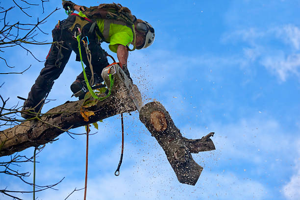 Best Hazardous Tree Removal  in Kent, WA