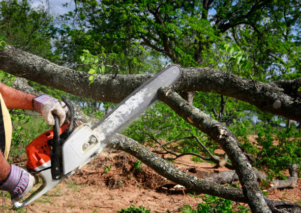 Best Tree Cabling and Bracing  in Kent, WA